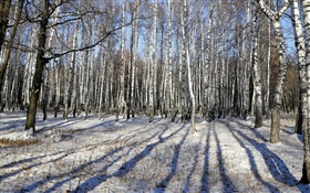 Inverno, vidoeiro, árvores, neve