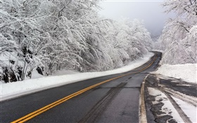 Inverno, neve, estrada, árvores, branco HD Papéis de Parede