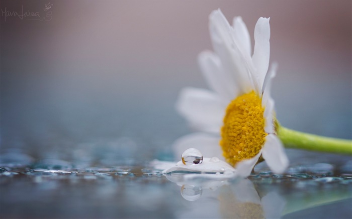 Uma flor de camomila branco, orvalho, gotas de água Papéis de Parede, imagem