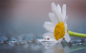 Uma flor de camomila branco, orvalho, gotas de água HD Papéis de Parede