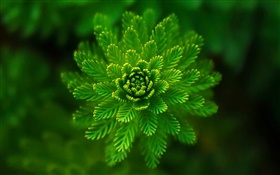 plantas algas close-up, grama, verde, bokeh HD Papéis de Parede