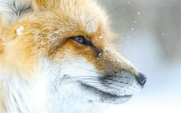 fox animal close-up, rosto, inverno Papéis de Parede, imagem