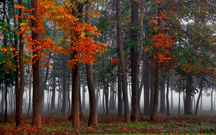 Outono, floresta, árvores, névoa, manhã Papéis de Parede, imagem