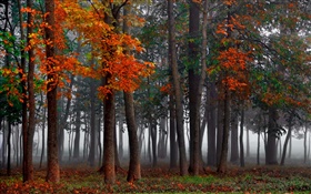 Outono, floresta, árvores, névoa, manhã