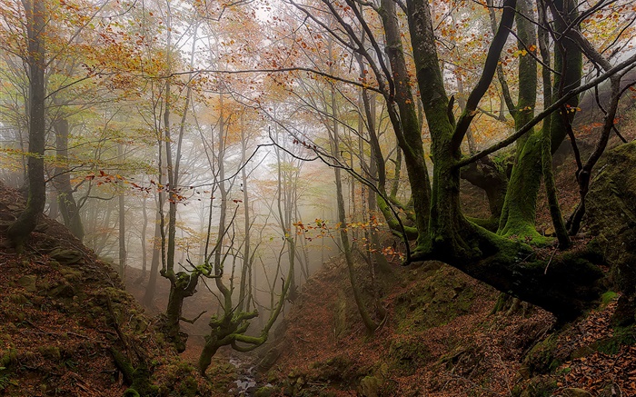 País Basco, Espanha, árvores, névoa, outono, manhã Papéis de Parede, imagem