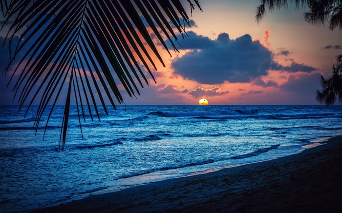Praia, noite, pôr do sol, nuvens, folhas, mar do Caribe Papéis de Parede, imagem