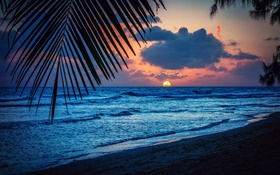 Praia, noite, pôr do sol, nuvens, folhas, mar do Caribe