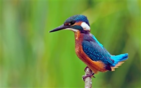 Pássaro close-up, kingfisher, ramo, fundo verde HD Papéis de Parede