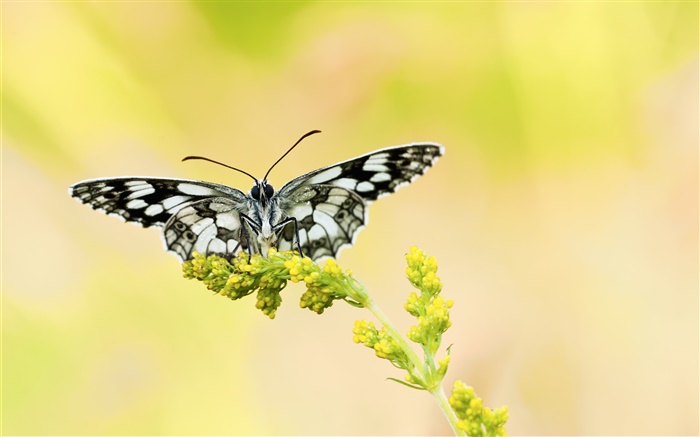 borboleta branca preta, flor amarela Papéis de Parede, imagem
