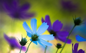 flores azuis e roxas, verão, borrão