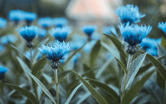 flores azuis, ramalhete, folhas verdes Papéis de Parede, imagem