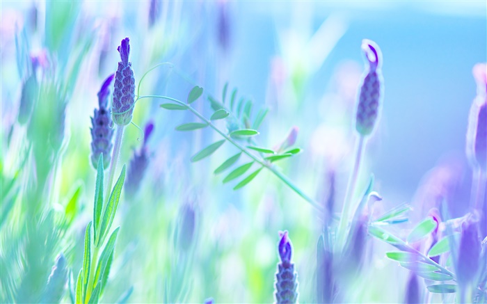 flores azuis, violeta, verão, borrão Papéis de Parede, imagem