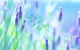 flores azuis, violeta, verão, borrão HD Papéis de Parede