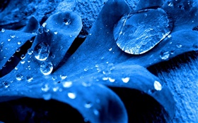 Folha azul close-up, gotas da água