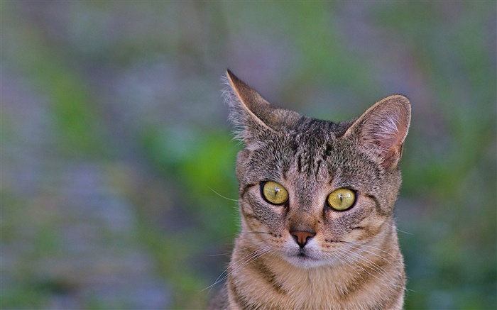 Cat close-up, olhos amarelos, fundo verde Papéis de Parede, imagem