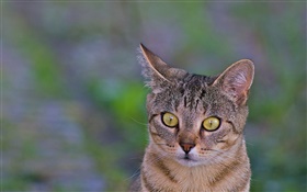 Cat close-up, olhos amarelos, fundo verde HD Papéis de Parede