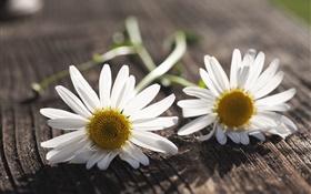 Camomila, flores brancas, placa de madeira
