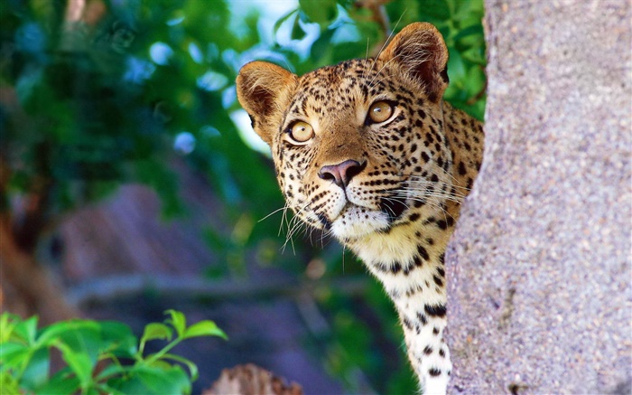 Curiosidade leopardo, rosto, olhos, pedra Papéis de Parede, imagem