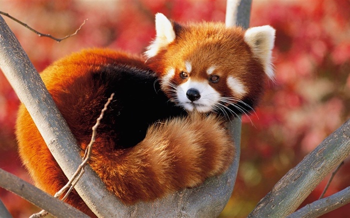 animal bonito na árvore, panda vermelho Papéis de Parede, imagem