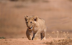pequeno filhote de leão bonito, caminhada, terra
