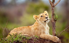 Leão pequeno bonito, olhar, descanso HD Papéis de Parede