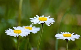 Margaridas, flores brancas, fundo do borrão