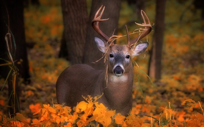 Cervos no outono, as folhas amarelas Papéis de Parede, imagem