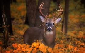 Cervos no outono, as folhas amarelas HD Papéis de Parede