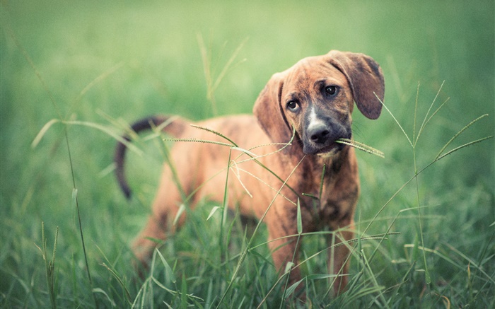 Cão na grama, verde Papéis de Parede, imagem