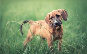 Cão na grama, verde HD Papéis de Parede