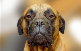 retrato do cão, rosto HD Papéis de Parede
