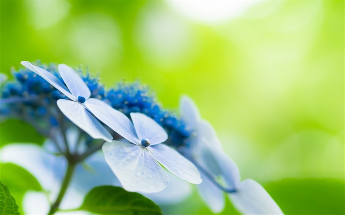 Quatro pétalas, flores azuis, bokeh Papéis de Parede, imagem