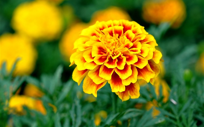 Jardim, pétalas amarelas flores Papéis de Parede, imagem