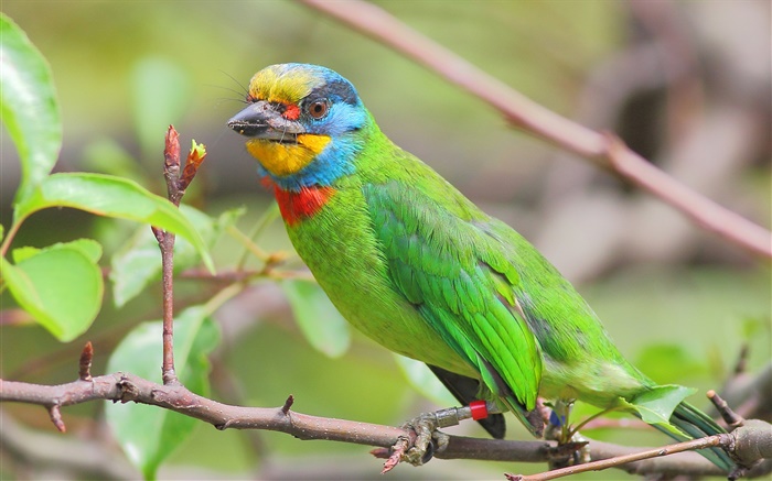 penas verdes, papagaio, pássaros Papéis de Parede, imagem