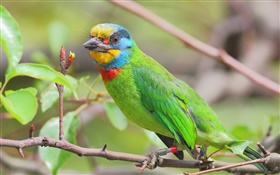 penas verdes, papagaio, pássaros HD Papéis de Parede