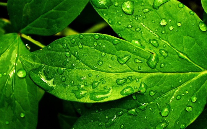 Folha verde close-up, gotas, orvalho Papéis de Parede, imagem