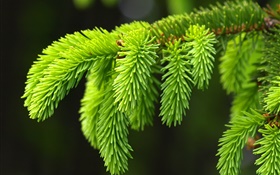 folhas de pinheiro verde, ramos, abeto HD Papéis de Parede
