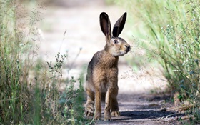 Hare, grama, verão HD Papéis de Parede