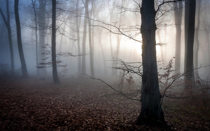 Hungria, floresta, nevoeiro, crepúsculo, outono Papéis de Parede, imagem