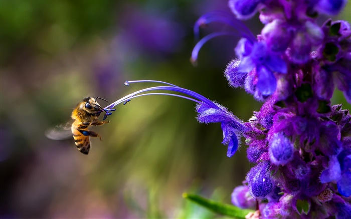 Inseto, abelha, flor azul Papéis de Parede, imagem