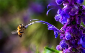 Inseto, abelha, flor azul HD Papéis de Parede