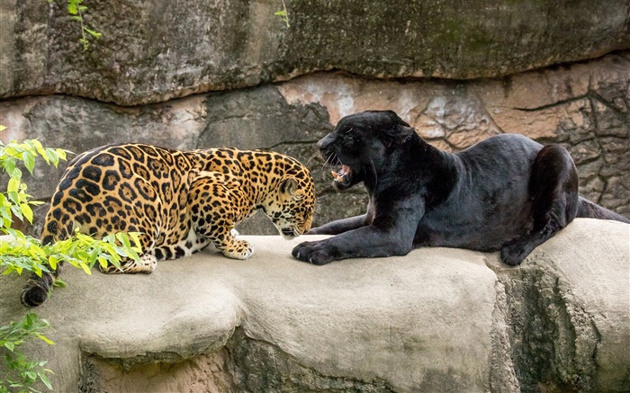 Jaguar, preto, gatos selvagens, predadores Papéis de Parede, imagem