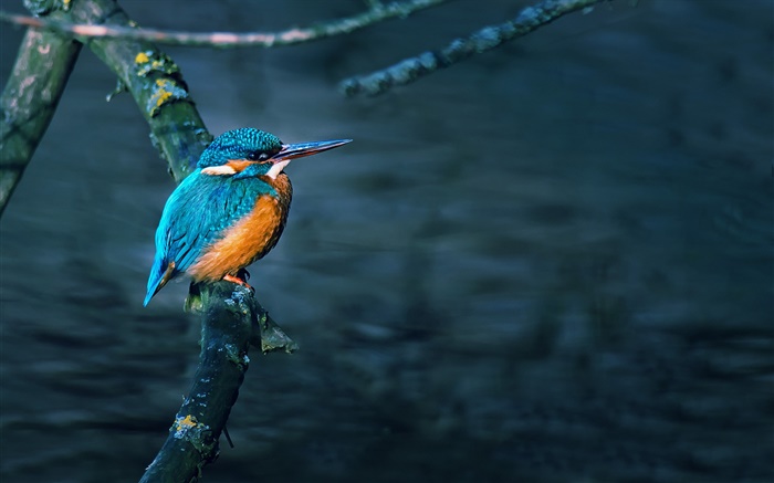 Kingfisher, pássaro, ramo de árvore, água Papéis de Parede, imagem
