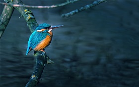 Kingfisher, pássaro, ramo de árvore, água HD Papéis de Parede
