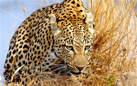 leopardo escondido na grama, olhos
