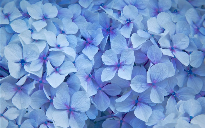 Muitas flores do hydrangea, pétalas azuis, orvalho Papéis de Parede, imagem