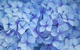 Muitas flores do hydrangea, pétalas azuis, orvalho