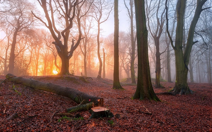 Manhã, floresta, árvores, nevoeiro, amanhecer Papéis de Parede, imagem
