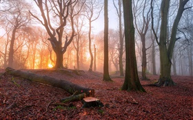 Manhã, floresta, árvores, nevoeiro, amanhecer HD Papéis de Parede
