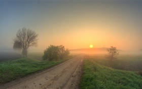 Manhã, estrada, grama, árvores, nevoeiro, amanhecer
